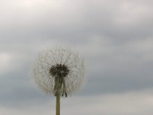 Dum_spiro_spero1_thumb